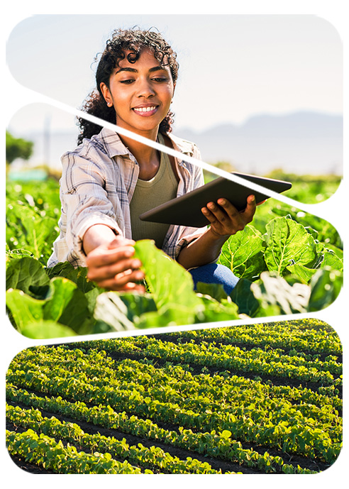 An agricultural specialist kneels in a field, carefully examining the quality of leaves. The specialist carries a notebook for recording observations. The scene portrays meticulous leaf assessment conducted by a knowledgeable expert in agricultural science.